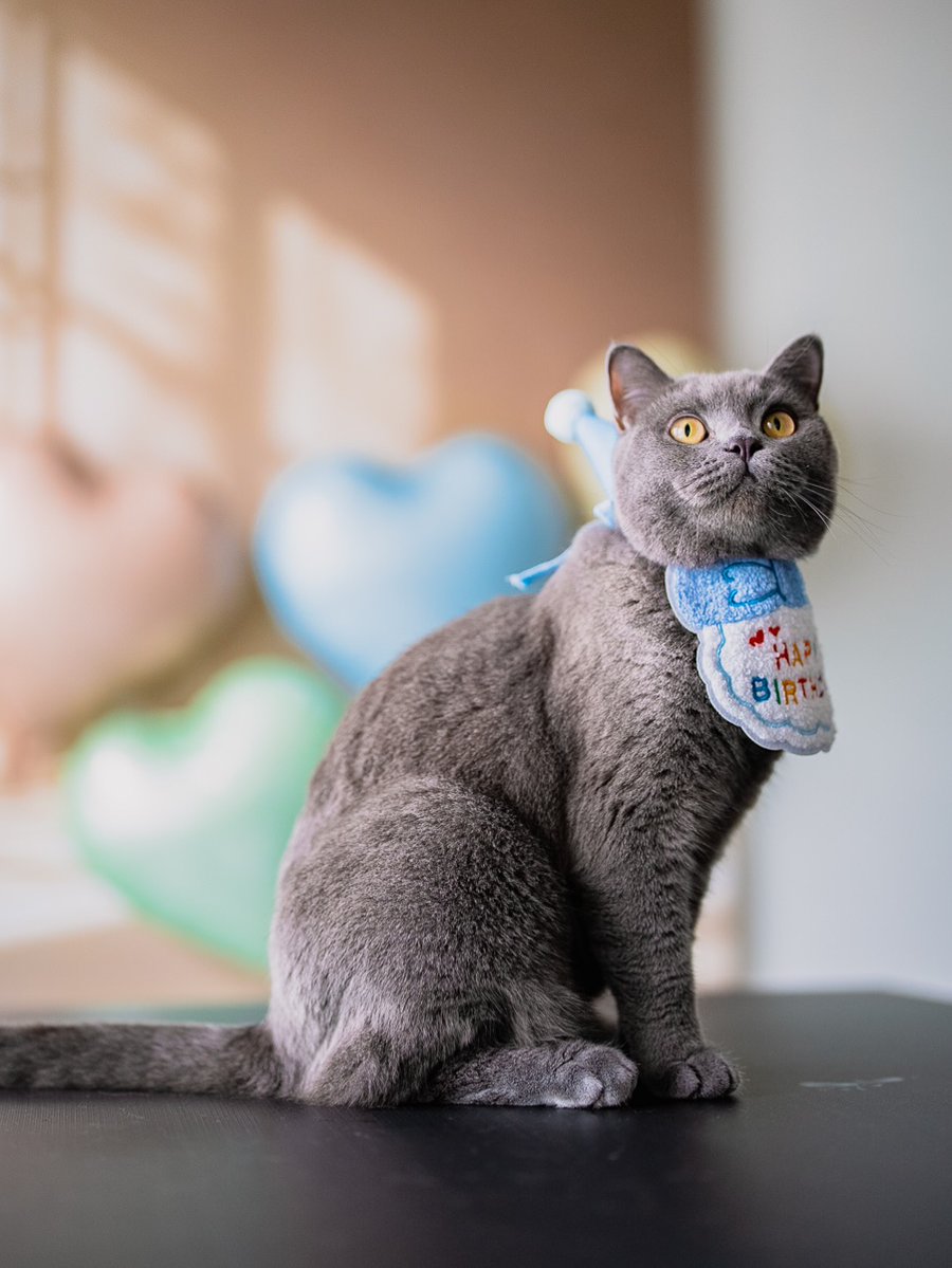 graceandersonfl's tweet photo. Official portraits of a very important one-year-old. Thank you for the silly moments, unique chirps, belly flops, and for making every day brighter. Here’s to more treats, memories, and years of loving you! https://t.co/msAjdlvaxR