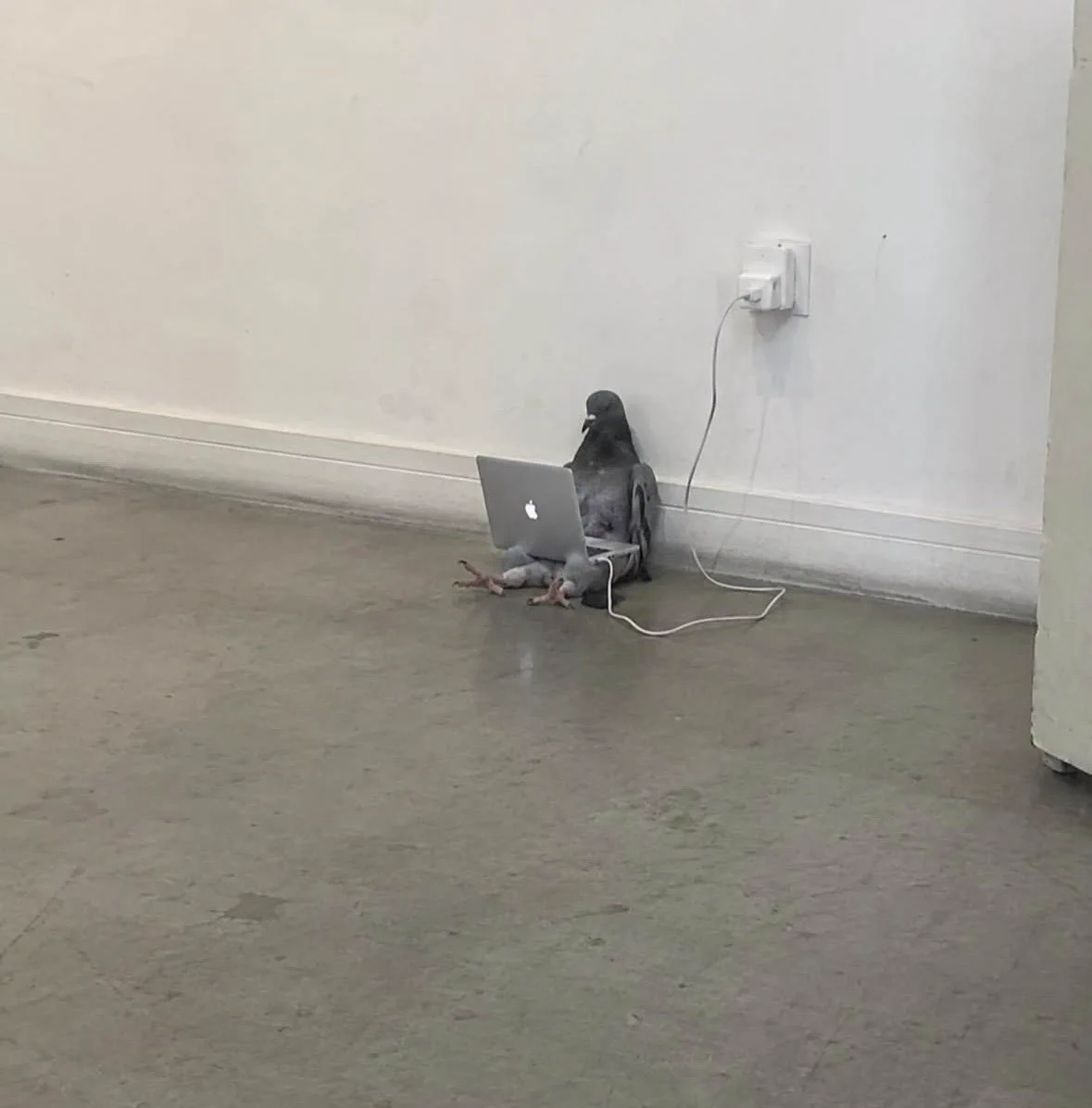 Koko on X: 