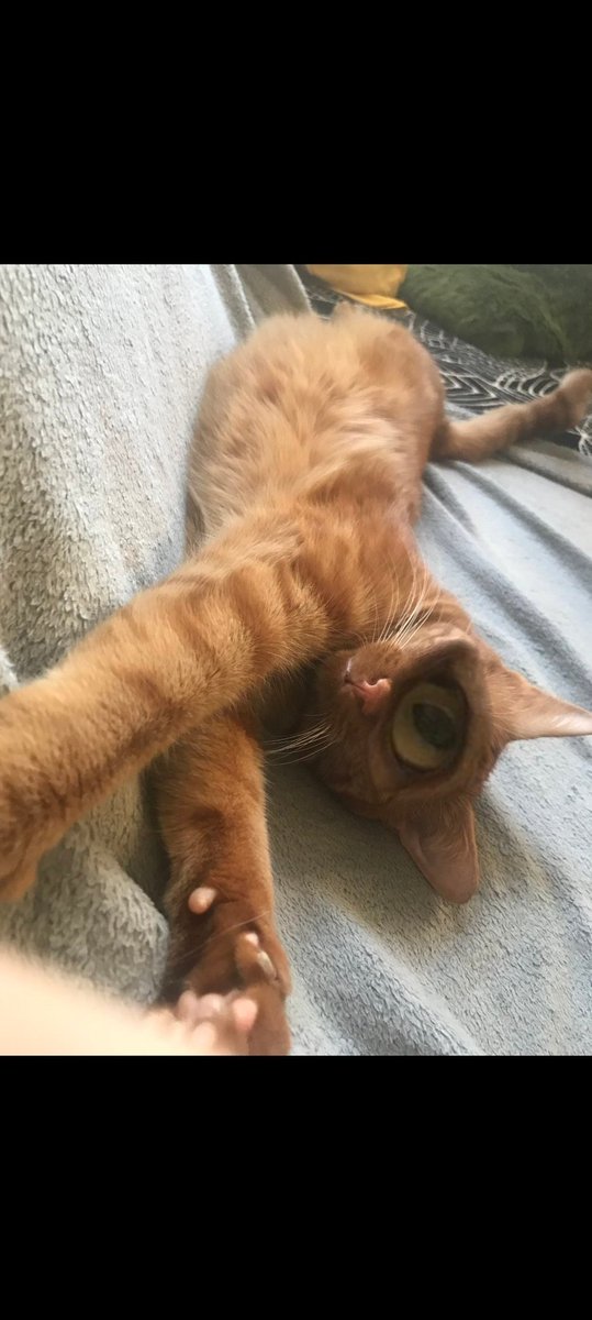 makecatsbetter tweet picture