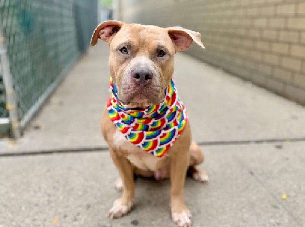 notthesameone2's tweet photo. 🚨Last call for Lucky Charm, now under kill command. Arrived a stray late Aug. Came in wiggly. Listed for pulling toward kenneled dogs & jumping up on staff for attn. Snuggly, engaging, good leash-walker, exuberant, takes treats gently, healthy. Earned best possible behavior rating, social w/ staff, neutral passing strangers & dogs on walks.
