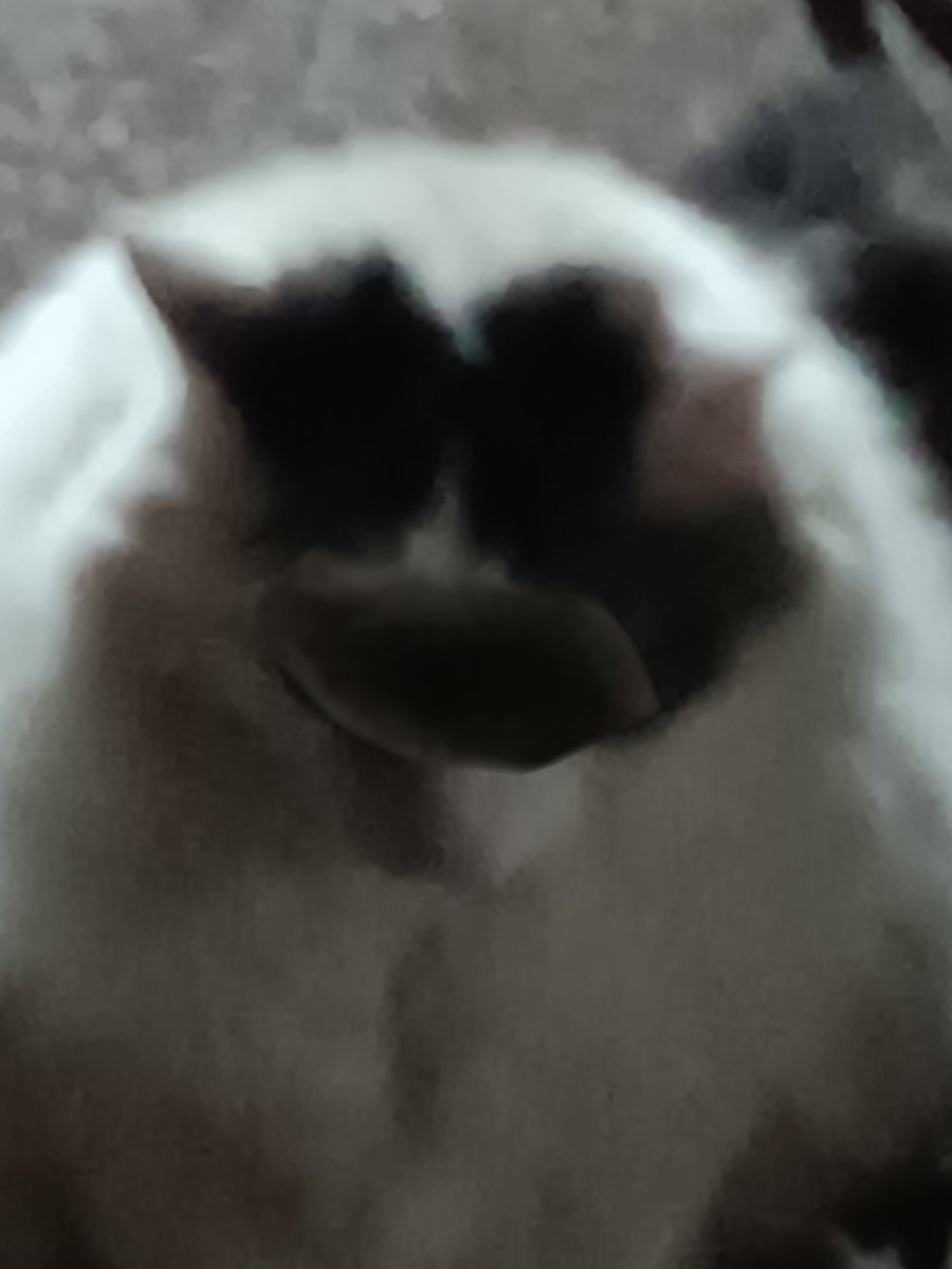 makecatsbetter tweet picture