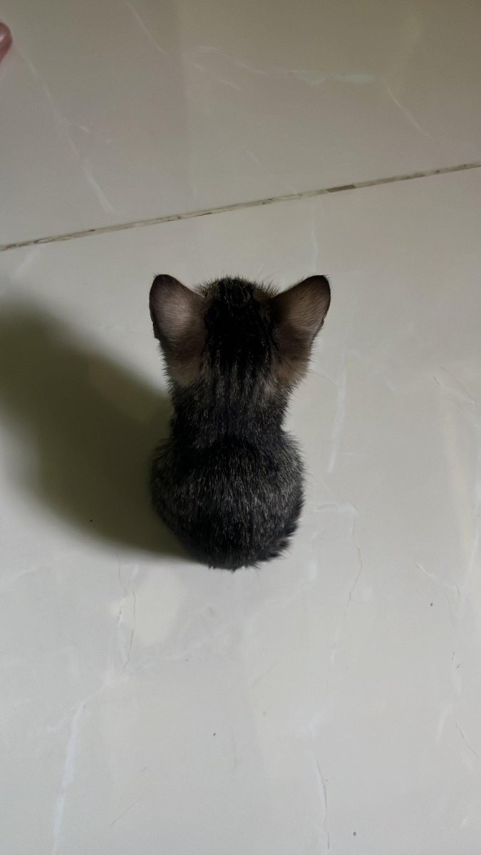 smolcathappycat's tweet photo. https://t.co/E5TO2SVb09