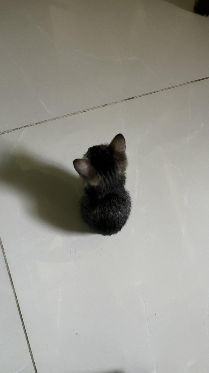 smolcathappycat's tweet photo. https://t.co/E5TO2SVb09