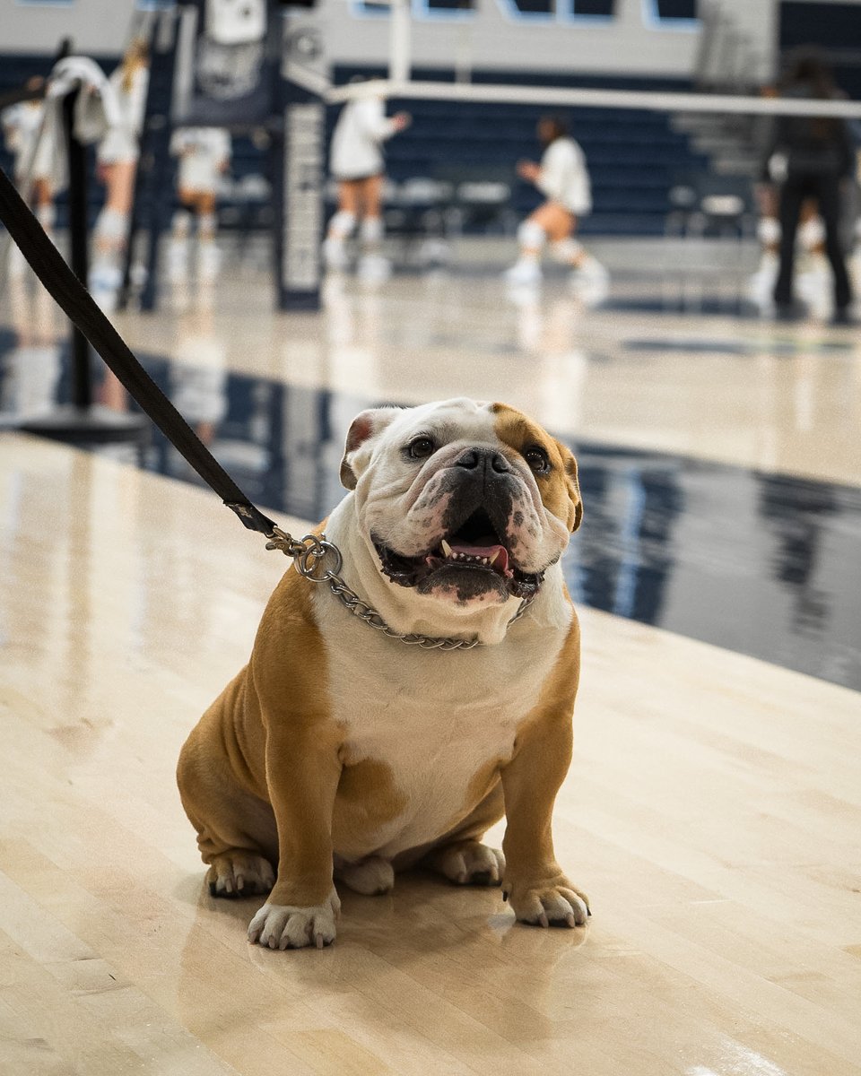 HoyaVolleyball's tweet photo. Electric night in the District ⚡️

#HoyaSaxa #HoyaBold https://t.co/kmZ2gW96Us