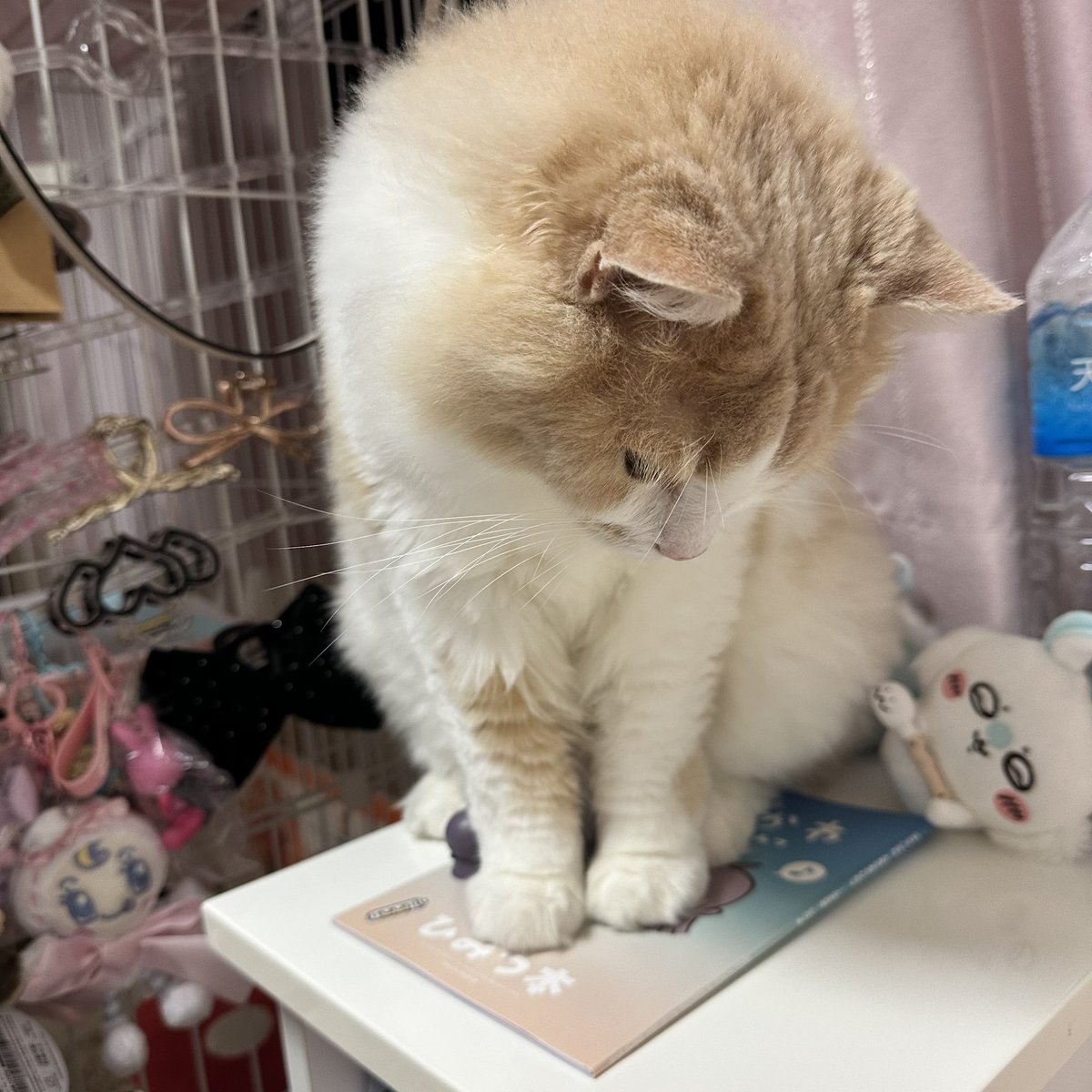 a____________s2's tweet photo. やっと念願の4DX最高でした🍿!!
撮り終わった瞬間るぅに踏まれ
こーして見るとるぅが あのこにみえる。笑 https://t.co/OAHhdMNoc8