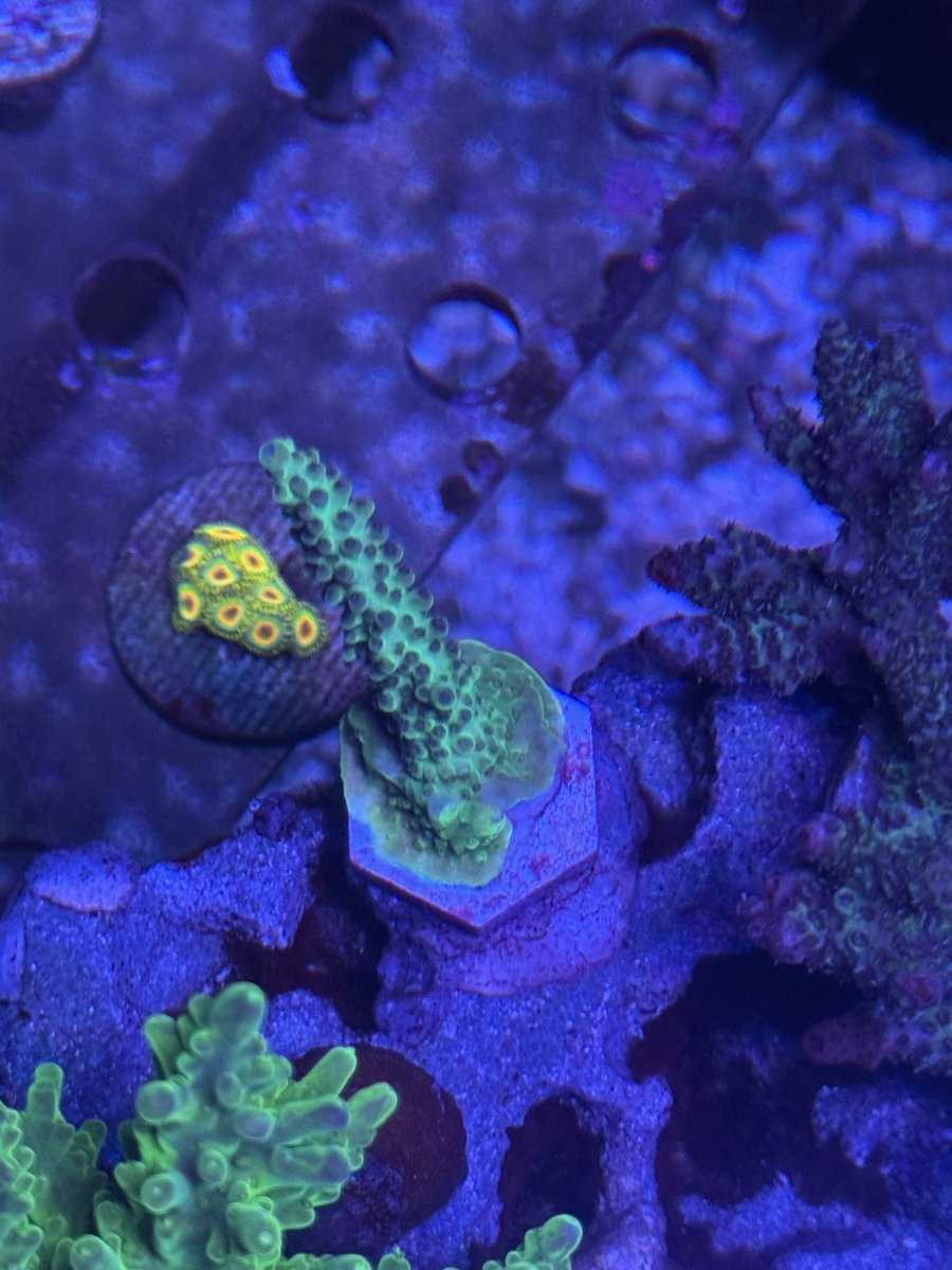 willow_reef's tweet photo. 6ヶ月ちょいでこれはうちでは一番早いかも https://t.co/RLwMHdau6y