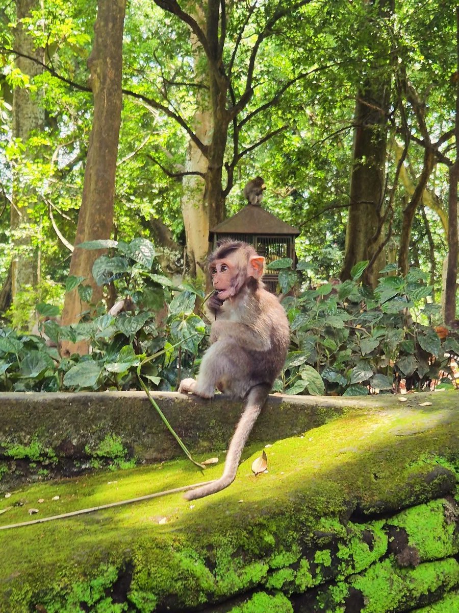 CleliaEickmeyer's tweet photo. Indonesia, Bali, monkeys, Ubud, Ubud Monkey Forest https://t.co/9qgQmJCU7T