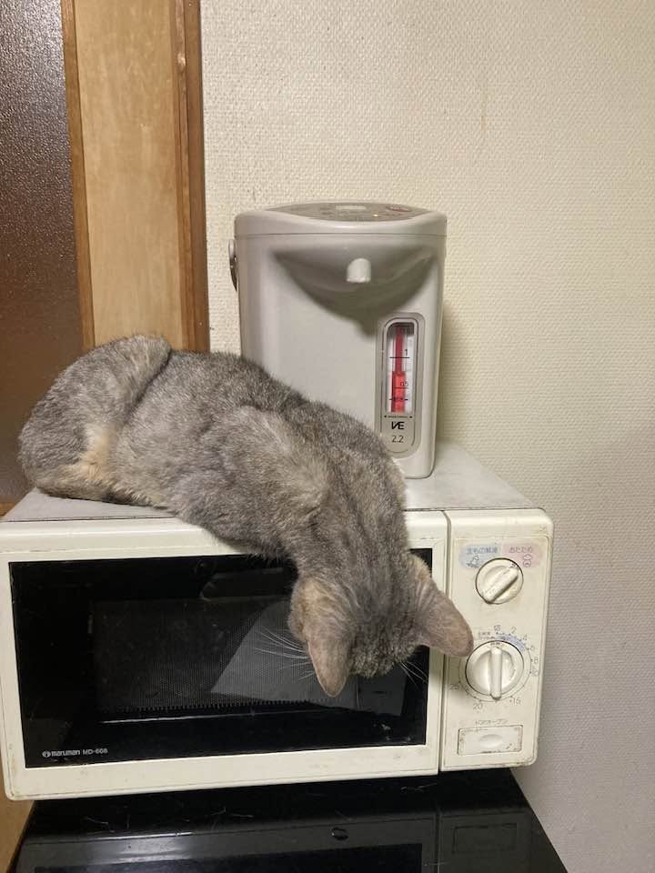 catteriacloud91's tweet photo. 今日は蒸暑い中、たくさんお越しいただきありがとうございました！
★開店前の猫たち https://t.co/KSluFXuYeN