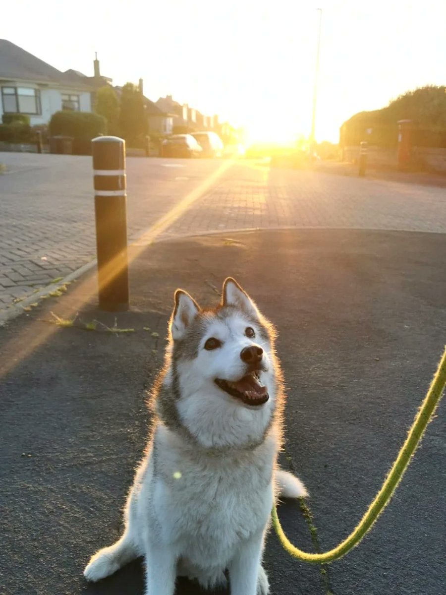 CelenaPartyka's tweet photo. Sunset walks with my team. https://t.co/MUcXlLlqzY