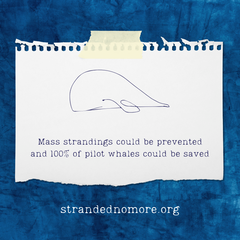 strandednomore's tweet photo. #pilotwhales #massstranding #rescue https://t.co/yBkHDYOryo