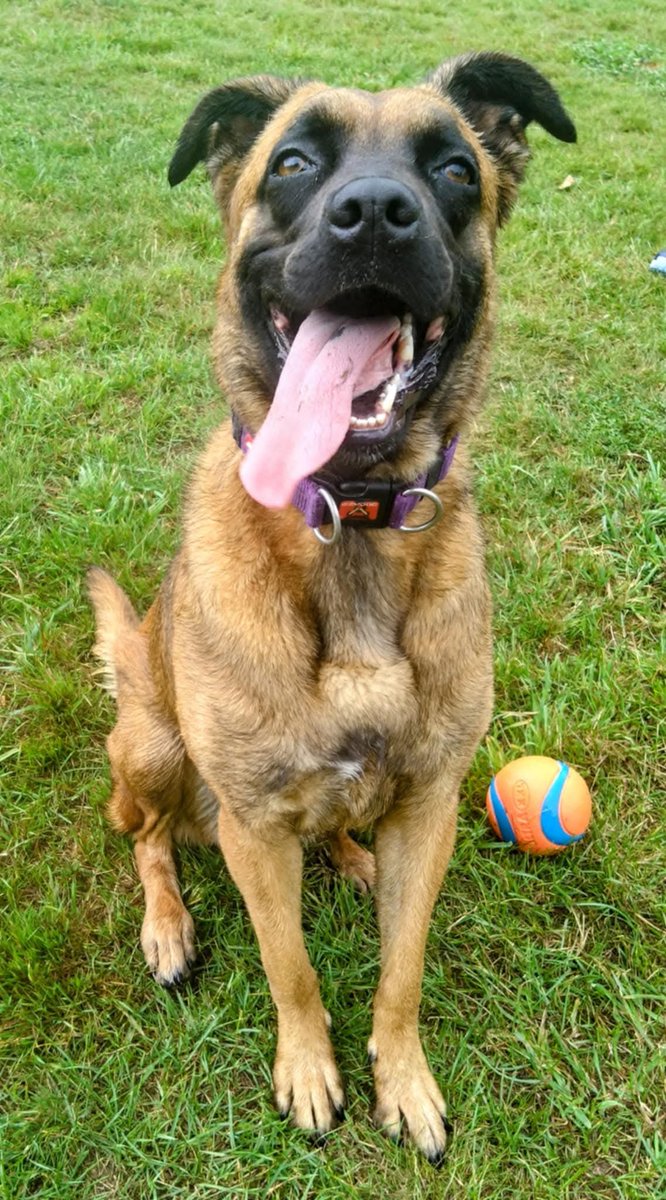 gsrescueelite's tweet photo. 🥳 Happy 3rd Birthday Lyra 🥳 

Lyra will be celebrating with her pals from the #Notts kennels and hopefully her next birthday will be in a home 🏡 

#dogs #GermanShepherd #HappyBirthday https://t.co/IMmMxq2FnX