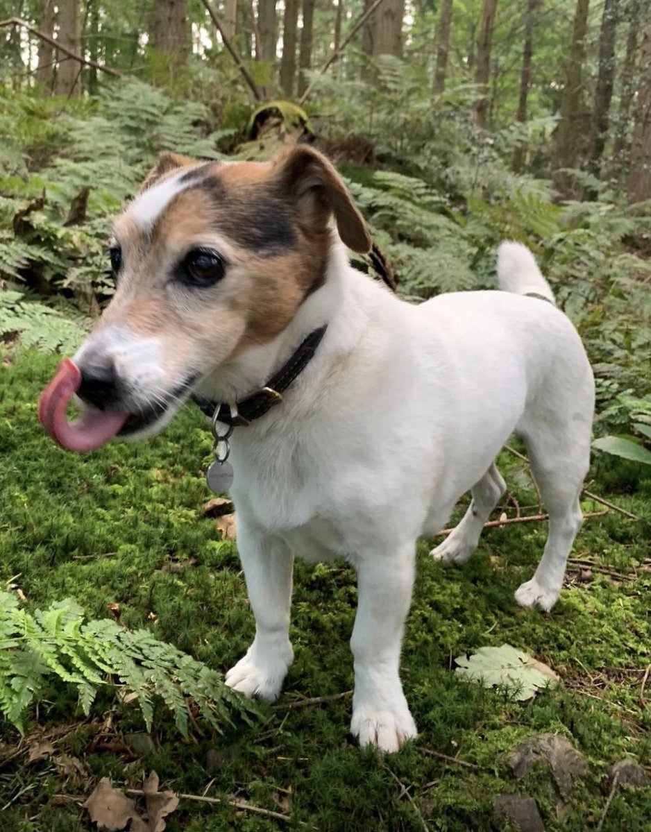 MissingPetsGB's tweet photo. 🚨URGENT - DOMINO STILL MISSING💔

16yo Jack Russell missing from Brigsteer #Kendal #Cumbria #LA8
Domino is mostly deaf, blind, has dementia &amp; is on medication. Microchipped

Escaped through a gate found ajar at 8am, 18 Sept

Please check gardens, sheds &amp; outbuildings &amp; SHARE. https://t.co/sJGbWBBExv
