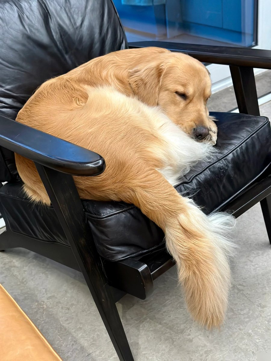 aurep296971's tweet photo. [My pupper’s warm snuggle during this rainy afternoon is the perfect pick-me-up—best companion ever ] https://t.co/qX38R6aFHE