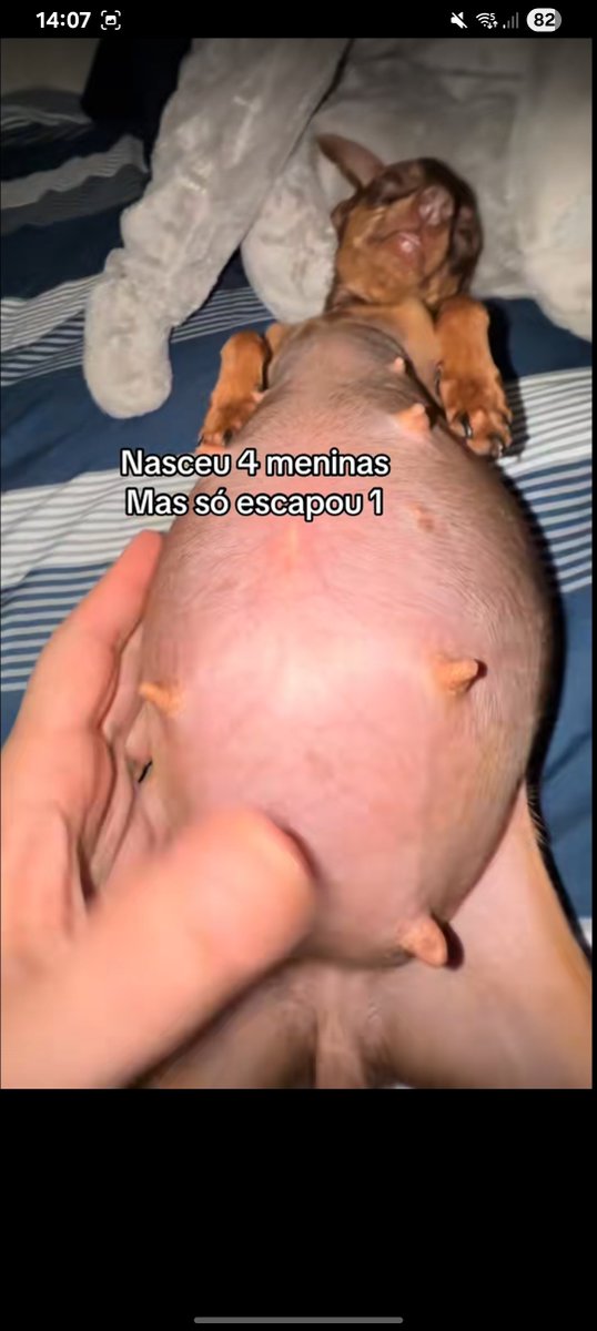 myouizyp's tweet photo. ISSO É MAUS TRATOS! Nenhum animal deve ser obrigado a cruzar e carregar 5/6 filhotes na barriga, PRINCIPALMENTE QUANDO SE É DE PORTE PEQUENO! ESSES PINSCHERS ESTÃO SOFRENDO https://t.co/cgmjhYZ9AC