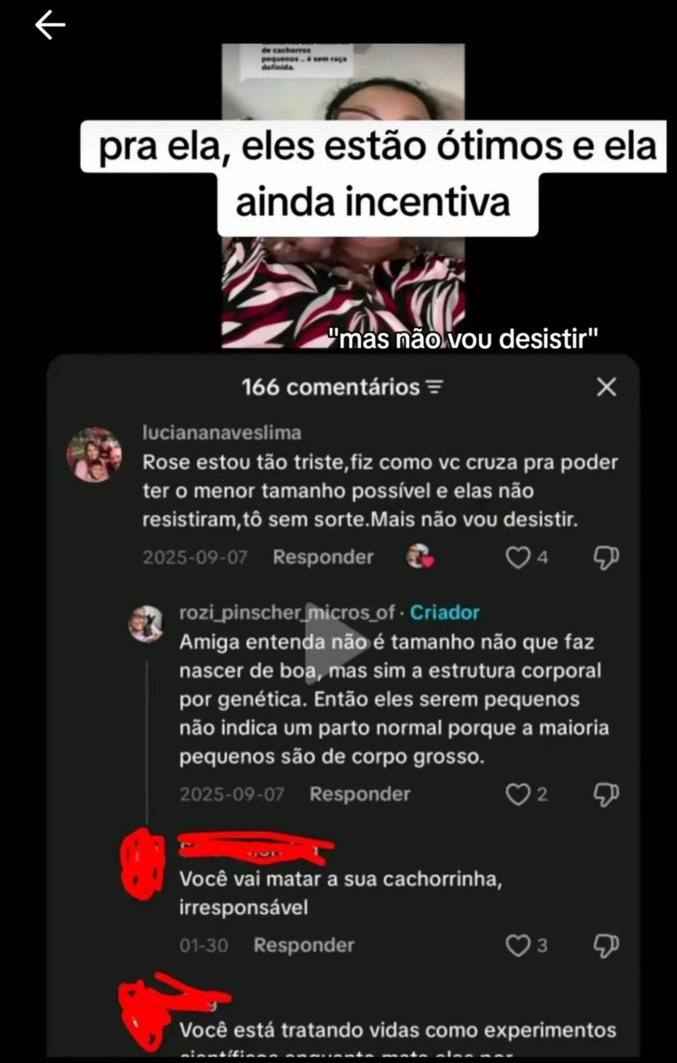 myouizyp's tweet photo. ISSO É MAUS TRATOS! Nenhum animal deve ser obrigado a cruzar e carregar 5/6 filhotes na barriga, PRINCIPALMENTE QUANDO SE É DE PORTE PEQUENO! ESSES PINSCHERS ESTÃO SOFRENDO https://t.co/cgmjhYZ9AC