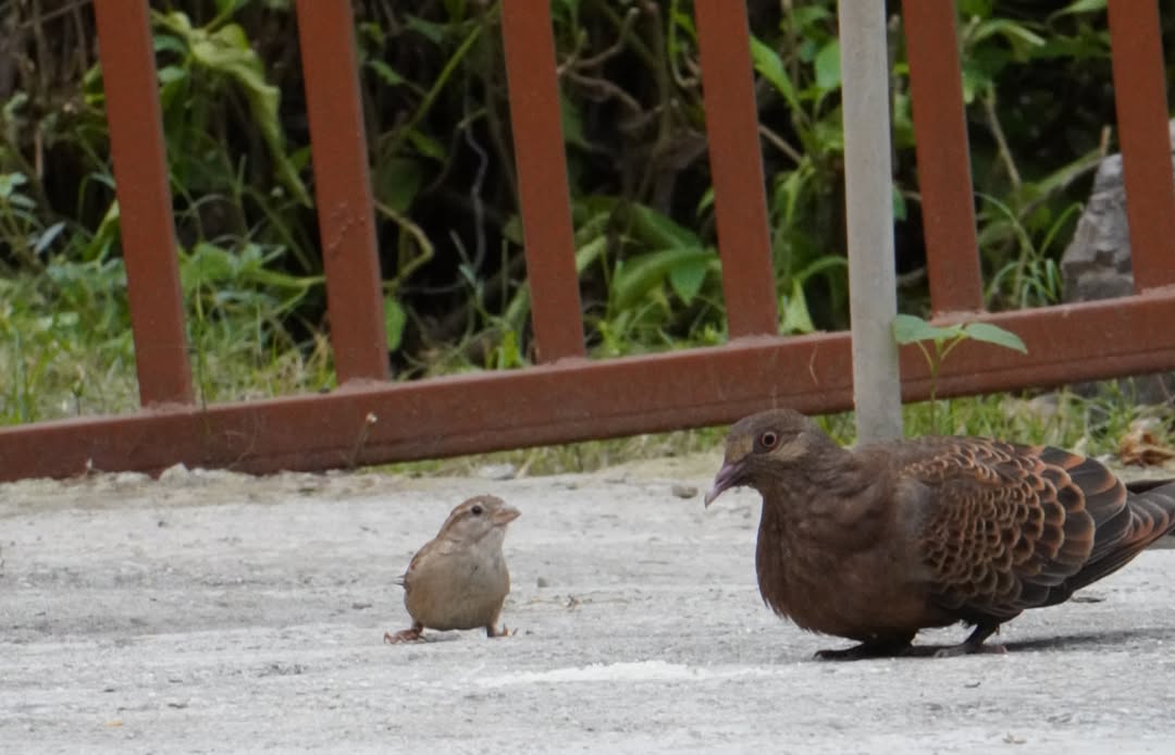 HumbertoKllm's tweet photo. A Spotted Dove and a House Sparrow. A quiet moment between two generations, capturing a glimpse of everyday family life in the wild. https://t.co/0e3DOnivEH