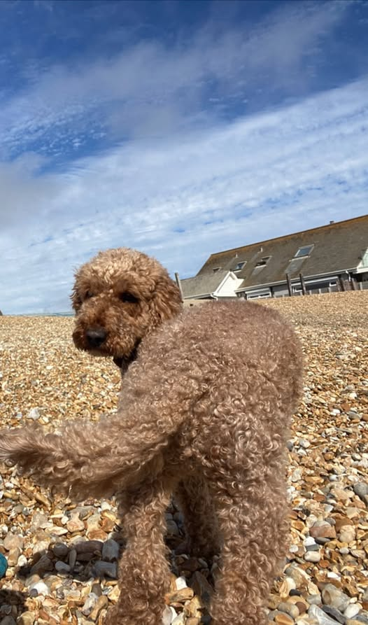 millypod1's tweet photo. 🆘19 SEPT 2026 #Lost Charlie #ScanMe
Cockerpoo Male
Near Rugby Club in Mowsbury Park #MK41
County #Bedford #Bedfordshire
He then ran up towards Braeside and Aldi in Putnoe
https://t.co/zPZN6dZP4U https://t.co/2hKxVwatrn