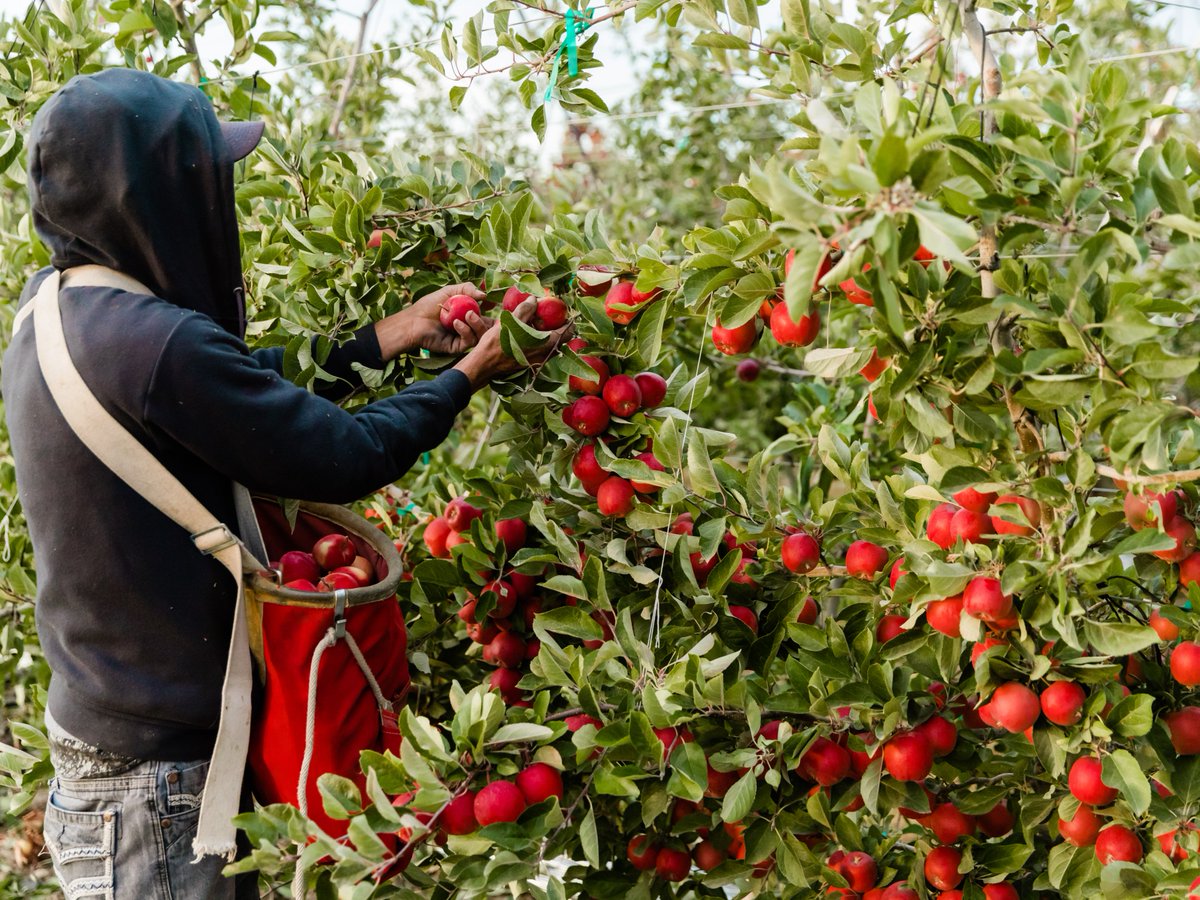 RockitAppleUSA's tweet photo. Behind every crisp Rockit™ is an orchard full of hard work, sunshine, and care. ☀️🍎

Want to know more about Rockit™? 🚀🍎 Head to our website to discover what makes our tiny apples so mighty! https://t.co/9wjrCX67HZ