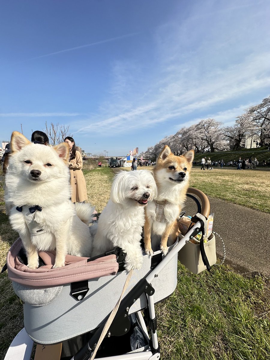 mphtfft's tweet photo. 可愛いわが子達を見ていってください！ https://t.co/l7hrALu3M2