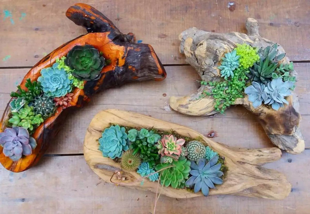 adgit246654's tweet photo. Turned an old glass jar into a cute succulent planter – zero waste + new life! （把旧玻璃罐改成了可爱的多肉盆栽——零废弃+新生机！）， https://t.co/hkk3FUZjNV