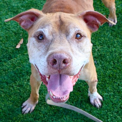 spcaoftexas's tweet photo. Tyson has a question: have you heard about Senior Sweethearts? 💜

If you're 60+, you can adopt any pet for free, &amp; anyone can adopt pets 6+ for free, too! Tyson is ready to cash in on the deal and find his family. 🐾

Come say hi!

#SeniorSweethearts #AdoptDontShop #SPCAofTexas https://t.co/DS74BxQVdr