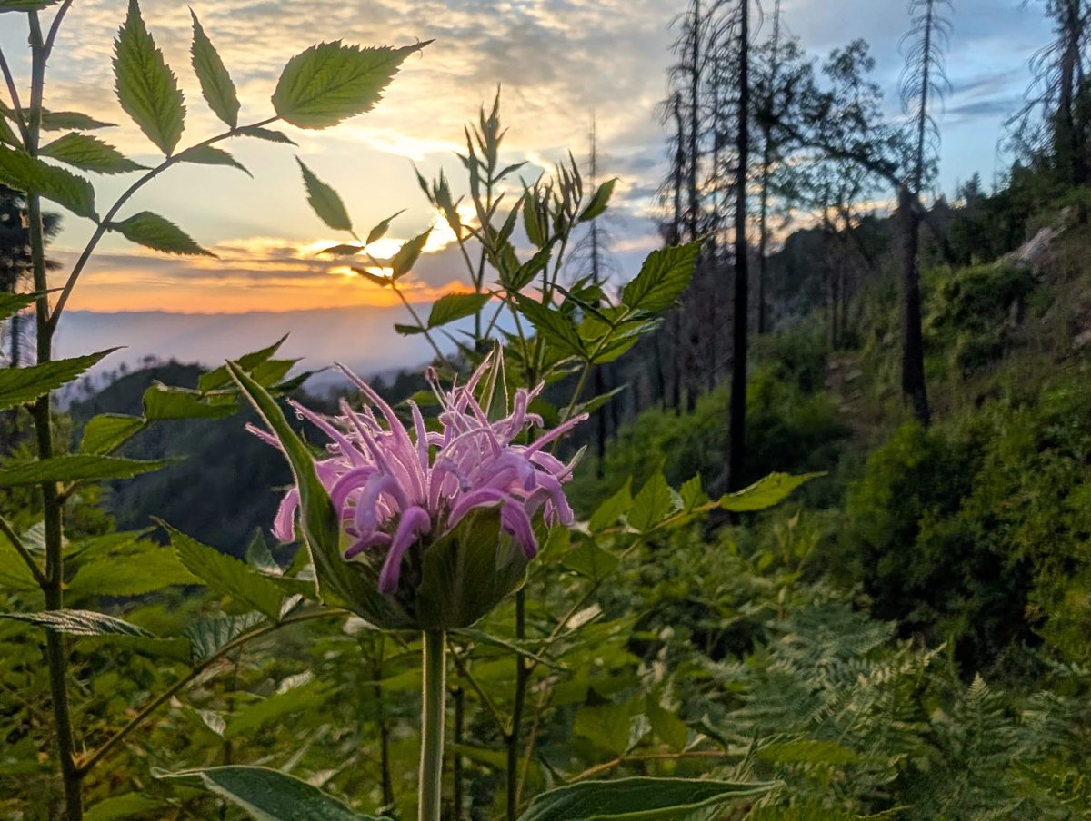 Mtlemmonhotel's tweet photo. Some of the best sunrises and sunsets in Arizona are found on Mt. Lemmon near Tucson. 🌄 From sweeping views of Picacho Peak and the San Pedro River Valley to the unforgettable colors over Windy Point, every sunrise and sunset offers something a little different. https://t.co/JUIUrmzAlL