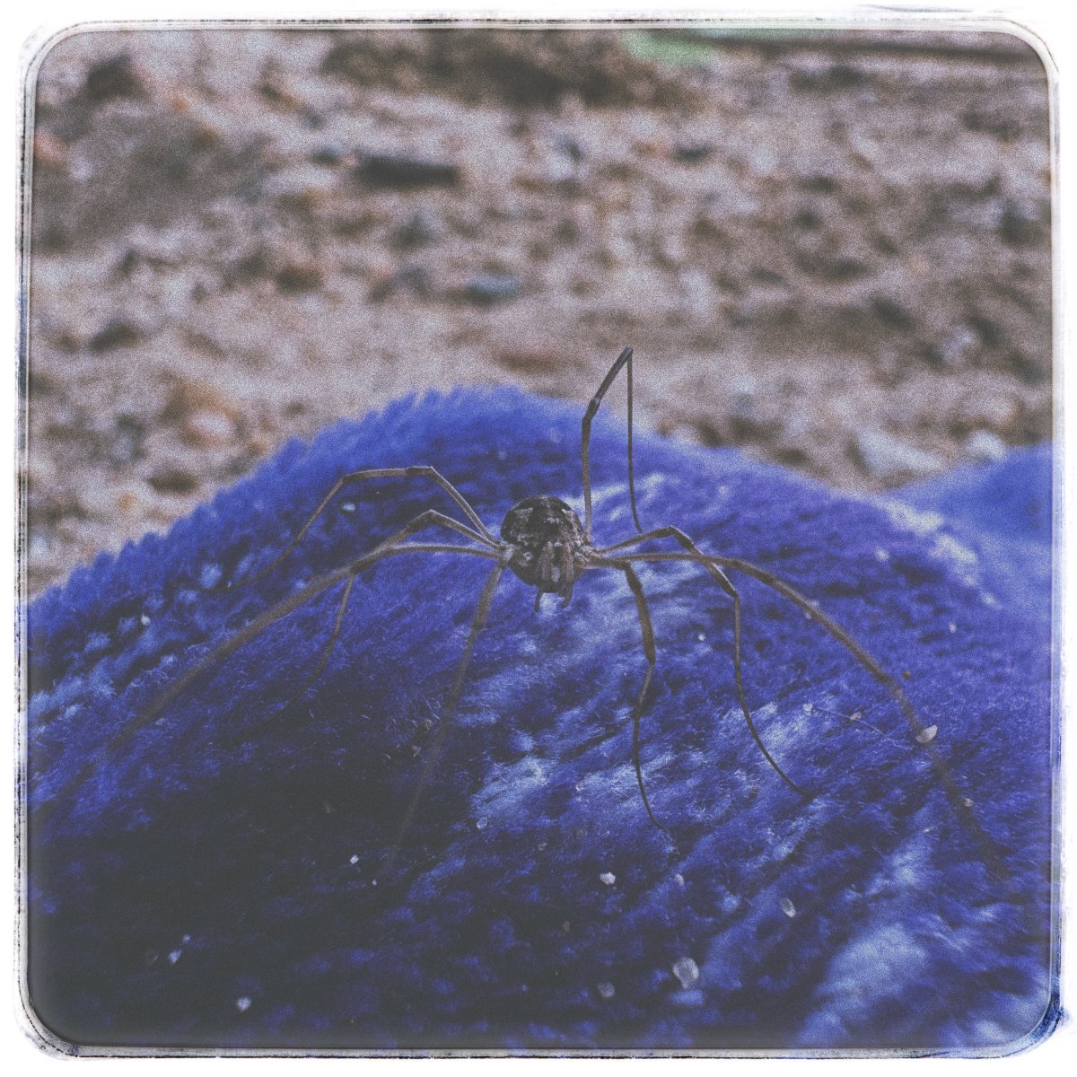 blckctcrssmypth's tweet photo. #iphonephotography #insectphotography #insect #insecta https://t.co/03JGjws3HS
