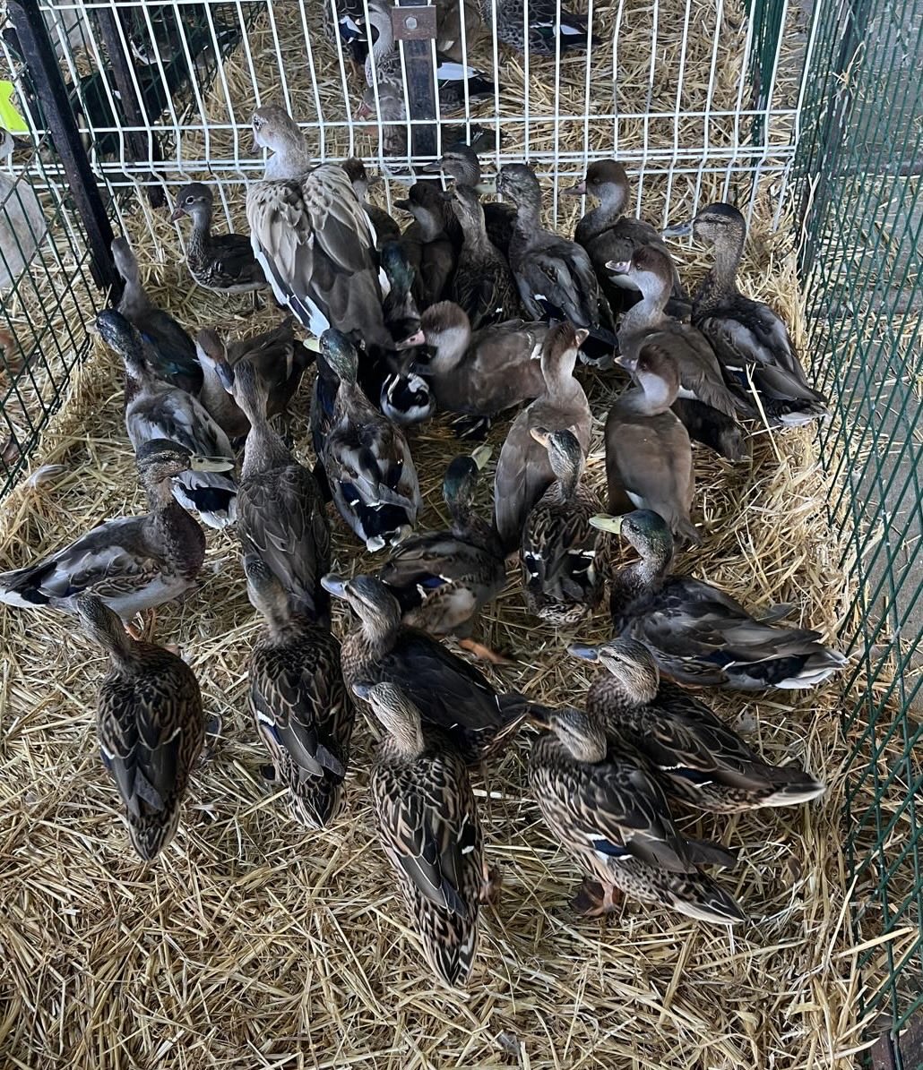 madcap_max's tweet photo. Frens, some pawtastic news!
The hoos have bought #nortysquad some new frens! 😋😋😋🤣🦆👍
#notforchasing #notforeating #justforthelake 😱
#canards #duckies #netterousse https://t.co/LaTDenmacn
