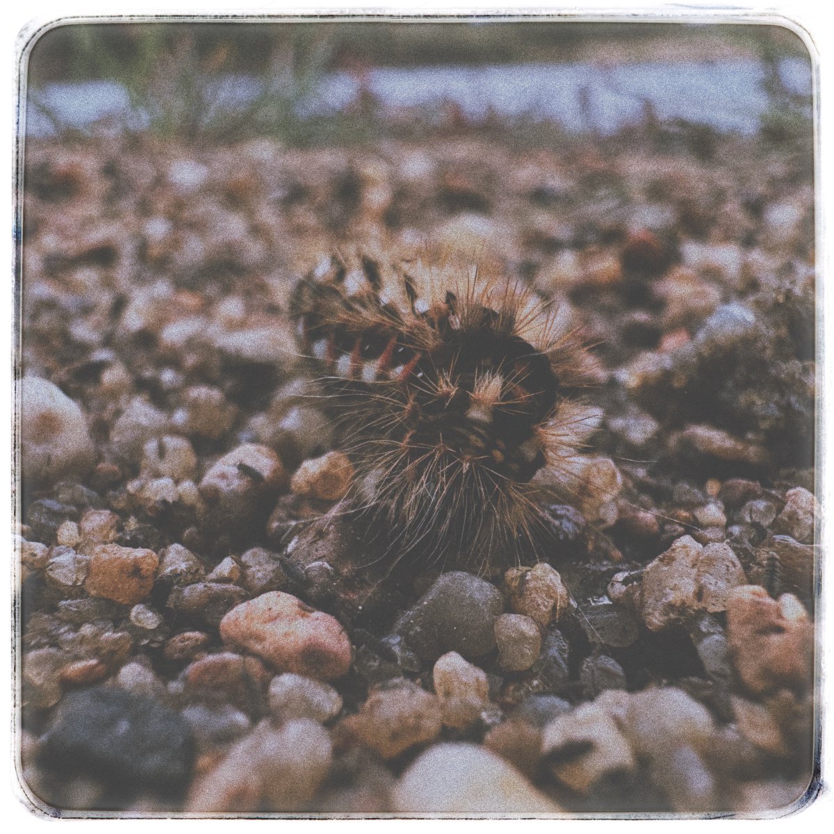 blckctcrssmypth's tweet photo. #iphonephotography #insectphotography #insect #insecta https://t.co/Vj4vh1ZO2g