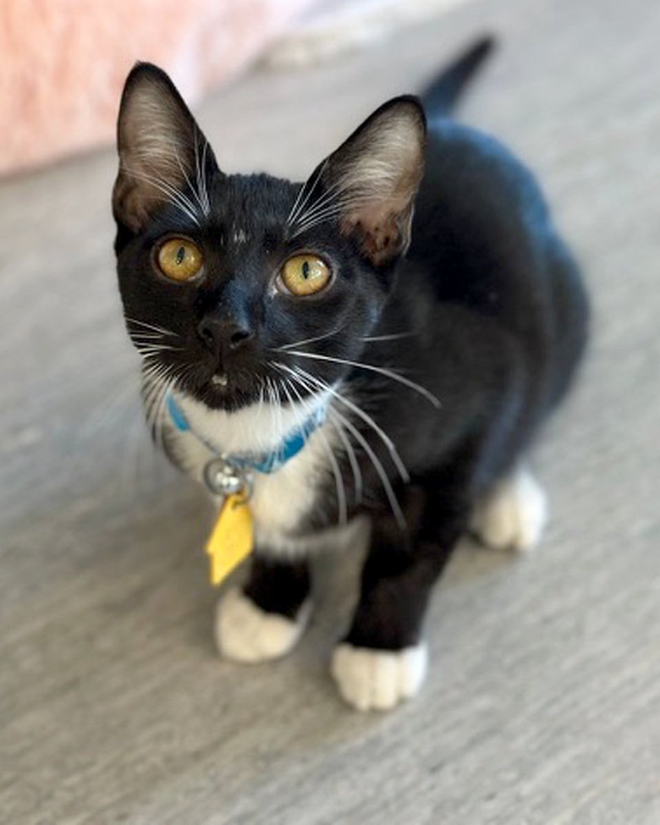 AnimalLeague's tweet photo. Jack (#NCR8884) be nimble. Jack be quick. Jack jumps right into your heart! 💨❤️

This 4-month-old southern import has a big personality and an even bigger sense of adventure. He loves discovering new people, toys and, naturally, treats!

If you’re looking for a kitten who can add a little extra spark, silliness and fun to your home, Jack is ready to report for duty. 🐾

All he needs now is a family who will stick with him for his happily ever after. 🏡💕 #getyourrescueon #caturday