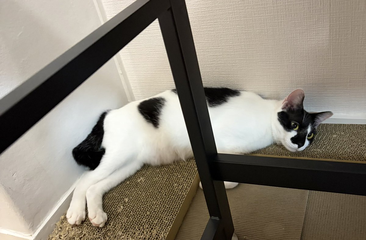 FF14BIGMAC's tweet photo. こくとう https://t.co/hxPu98KzO4