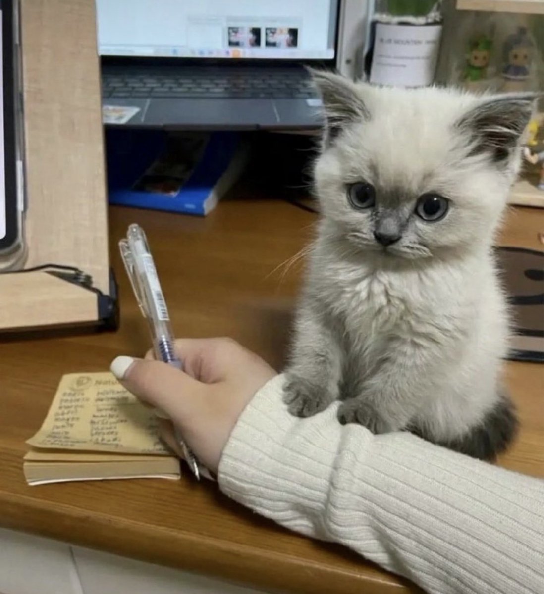 animal_kyawa_'s tweet photo. 「勉強と私、どっちが大事なの…？」 https://t.co/F0X1d8QX09