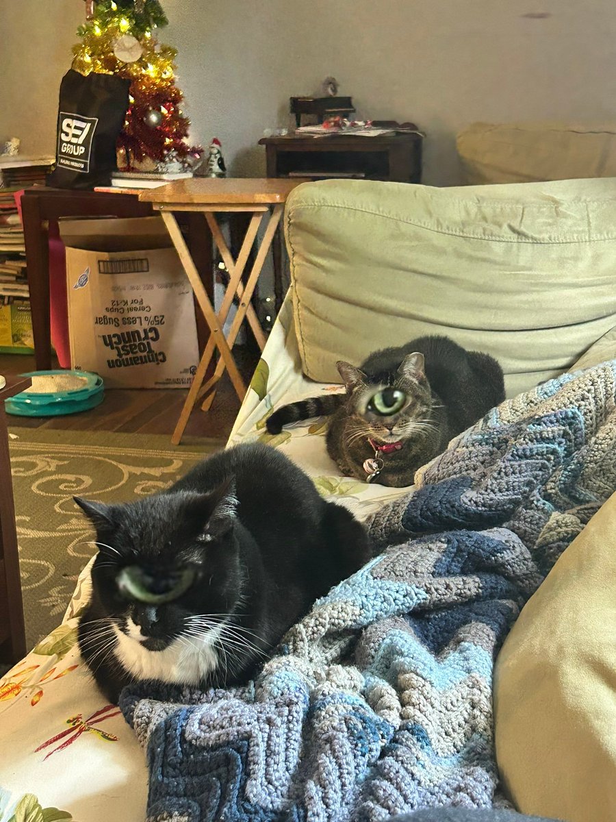 makecatsbetter tweet picture
