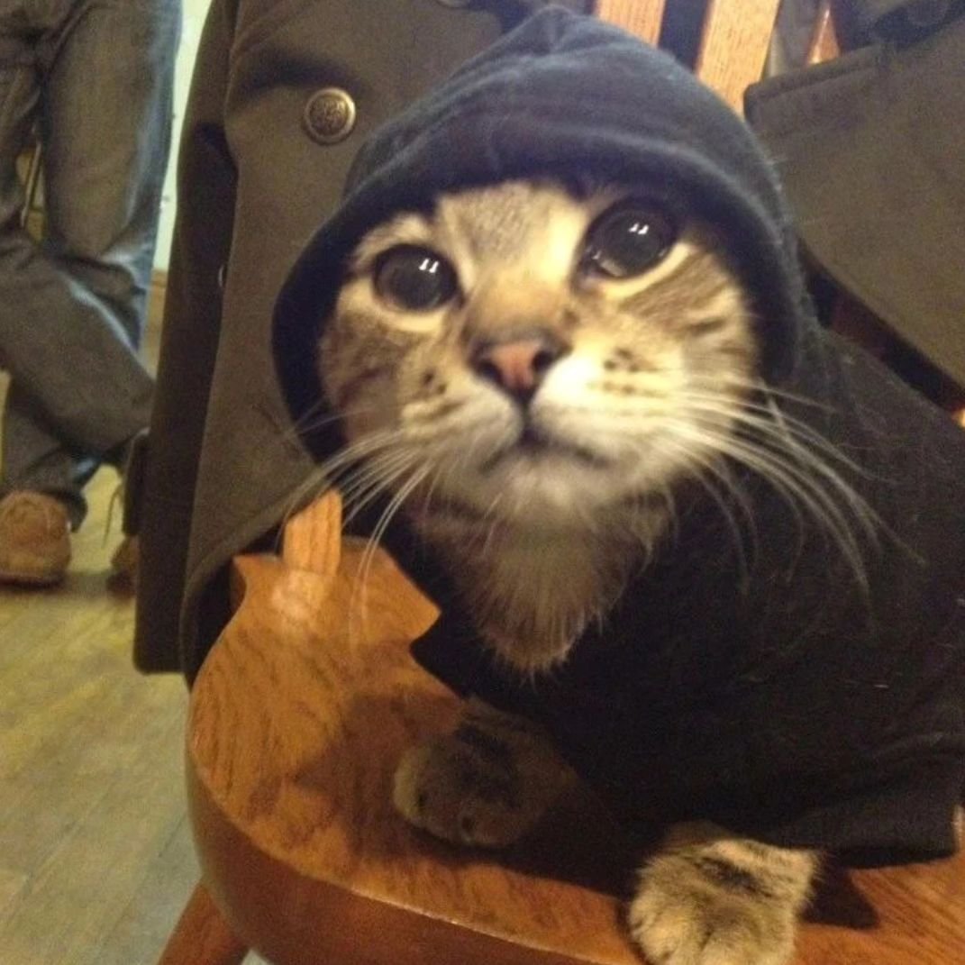 PunchingCat's tweet photo. https://t.co/fnHVYzZfue