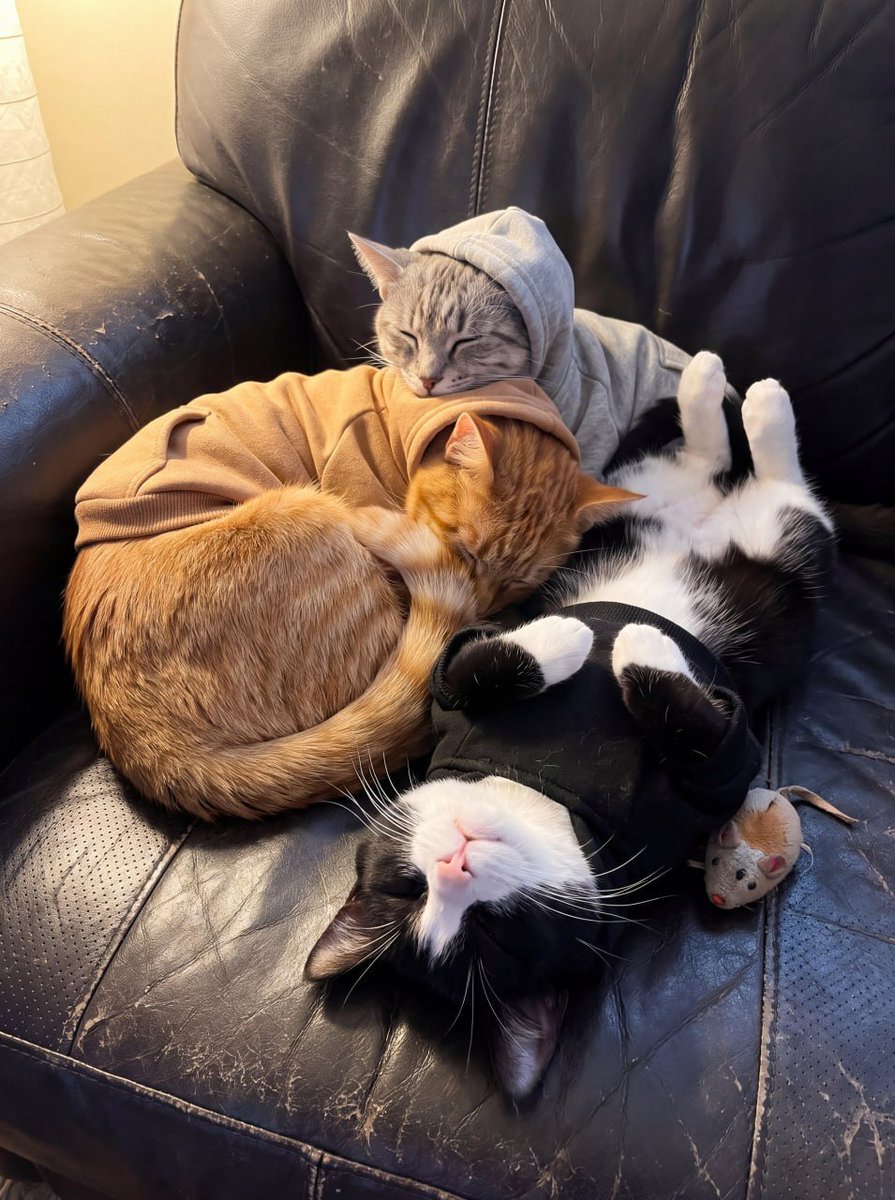 HoodCatsGang's tweet photo. off the clock. https://t.co/WcD62KVwn5