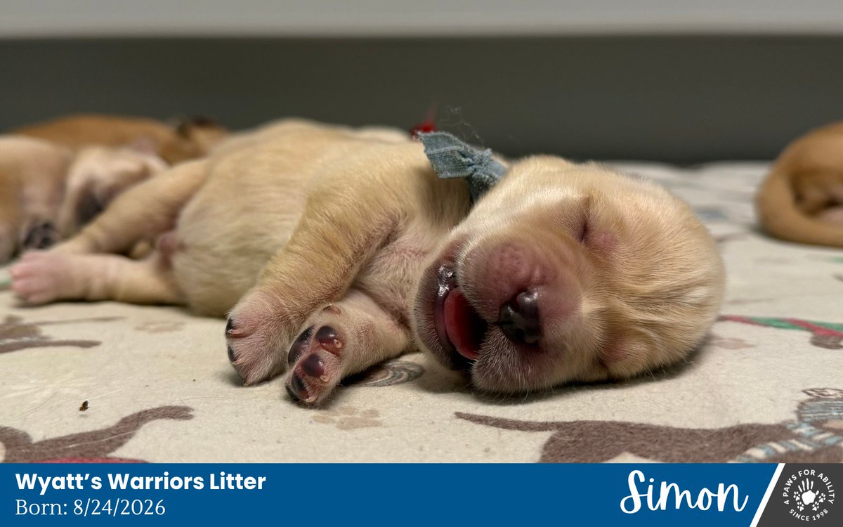 4PawsForAbility's tweet photo. Meet the Wyatt's Warriors litter, the 9 puppies of Maudie &amp; Buddy! 🦸🐕‍🦺 The Wyatt's Warriors litter is sponsored by Wyatt Irvin's Family. https://t.co/IHsDHTSeMI