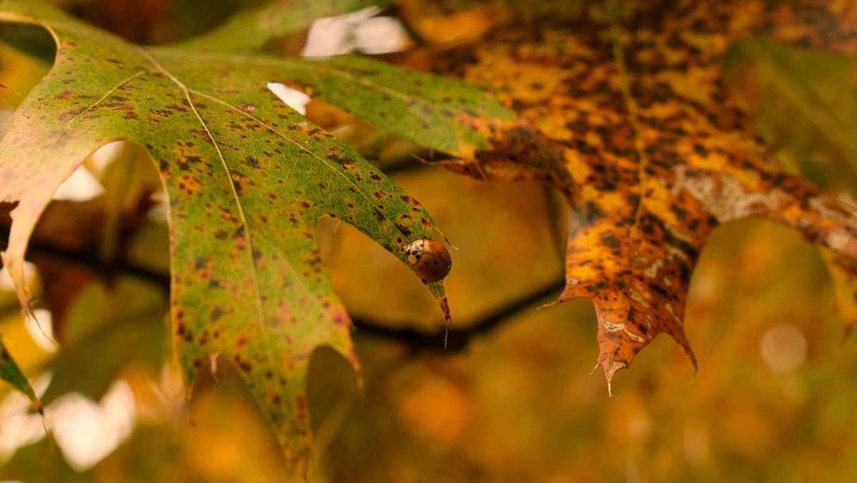 DanikaStap6w's tweet photo. Ladybug ready for fall https://t.co/brHbvrZ6ZJ