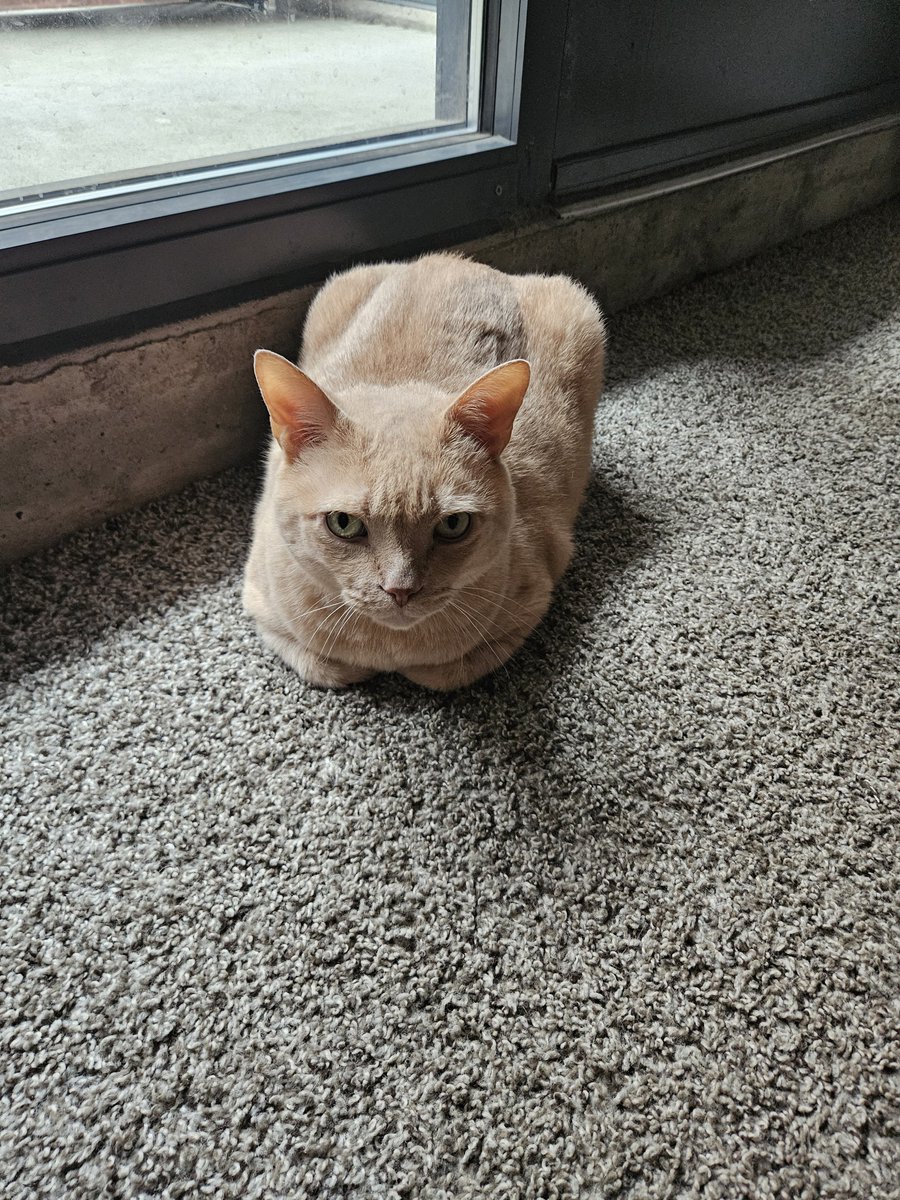 L0K1exe's tweet photo. Got loafs of bread juat hanging around like I live in a bakery https://t.co/FdBTVCaUsm