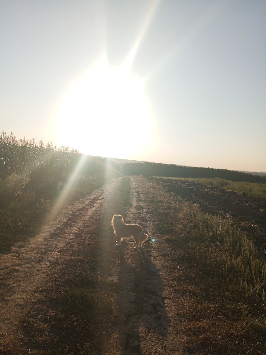 SimpleSlavGirl's tweet photo. Just look at how my dog glows in the sunset🥹
#Dogs #Pets #Sunset #Nature #Photography #Animals #CuteAnimals #DogLovers #GoldenHour #SunsetLover https://t.co/7Ze8elaPbk