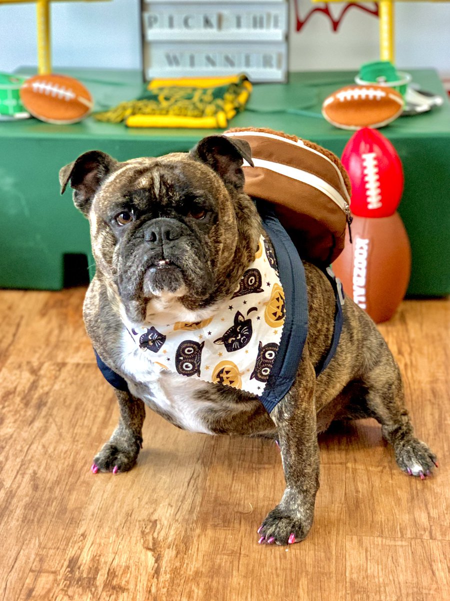 BrindleDaisy's tweet photo. Daisy @BrindleDaisy, my beloved first Bulldog and big sister to @akchercules , will be crossing the rainbow bridge 🌈 tomorrow in Oklahoma.

#PrayforDaisy #PrayforHercules #SaveHercules #dogs #dogsoftwitter #dogsofX #dogrescues #adoptdontshop #BullyBash2020

 #RIPDaisy 🐶🐾💔🌈 https://t.co/EtPdZLzNDN
