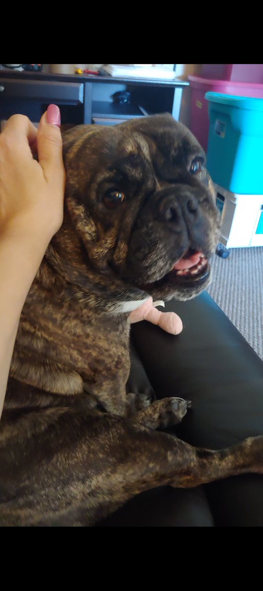 BrindleDaisy's tweet photo. Daisy @BrindleDaisy, my beloved first Bulldog and big sister to @akchercules , will be crossing the rainbow bridge 🌈 tomorrow in Oklahoma.

#PrayforDaisy #PrayforHercules #SaveHercules #dogs #dogsoftwitter #dogsofX #dogrescues #adoptdontshop #BullyBash2020

 #RIPDaisy 🐶🐾💔🌈 https://t.co/EtPdZLzNDN