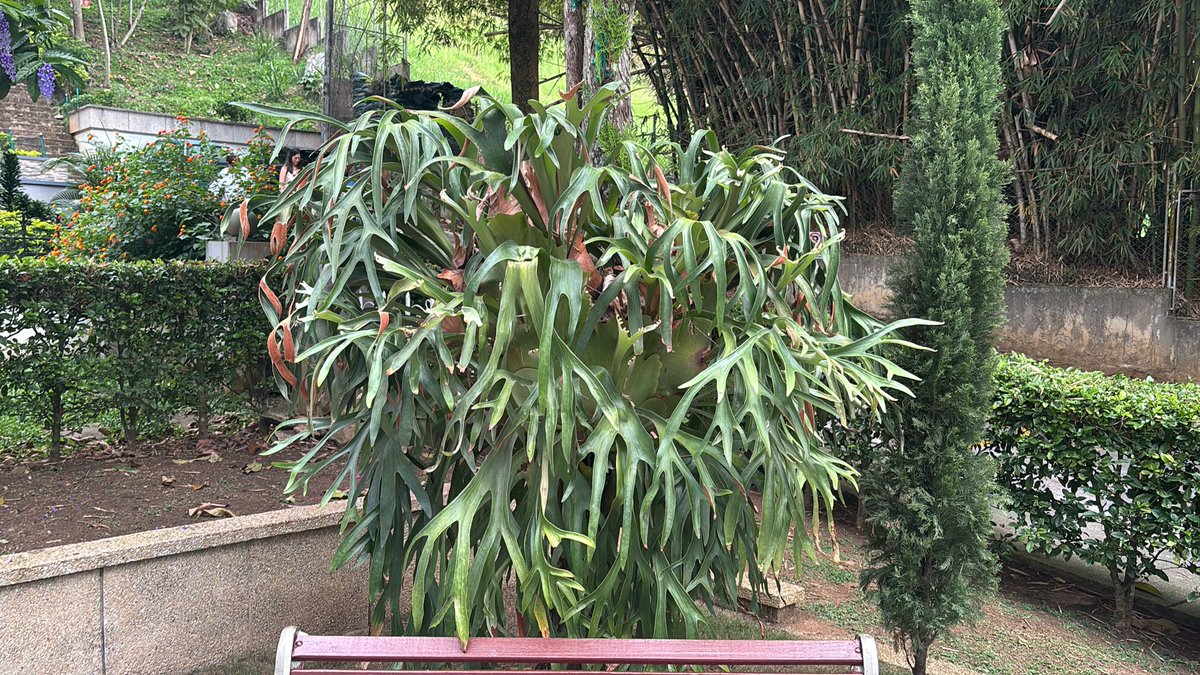 duenez_f's tweet photo. @CaracolBga La alcaldía de BGA está en mora de hacer un diagnóstico de los árboles de las áreas públicas, revisando su estado fitosanitario y afectaciones a la infraestructura de la ciudad. https://t.co/hEHYbXKkOa