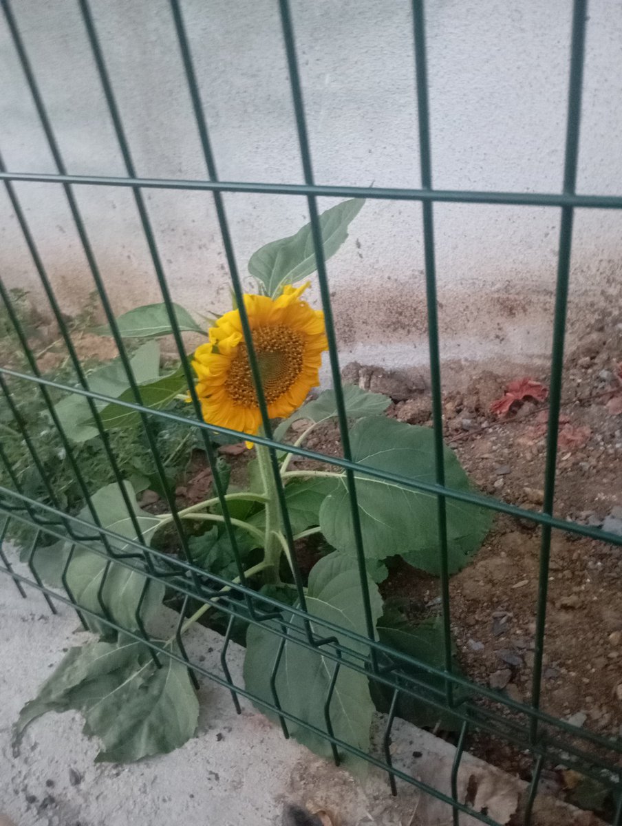 gescamo634's tweet photo. Yanlis yerde cicek açmiş https://t.co/aEnQkEjwo6