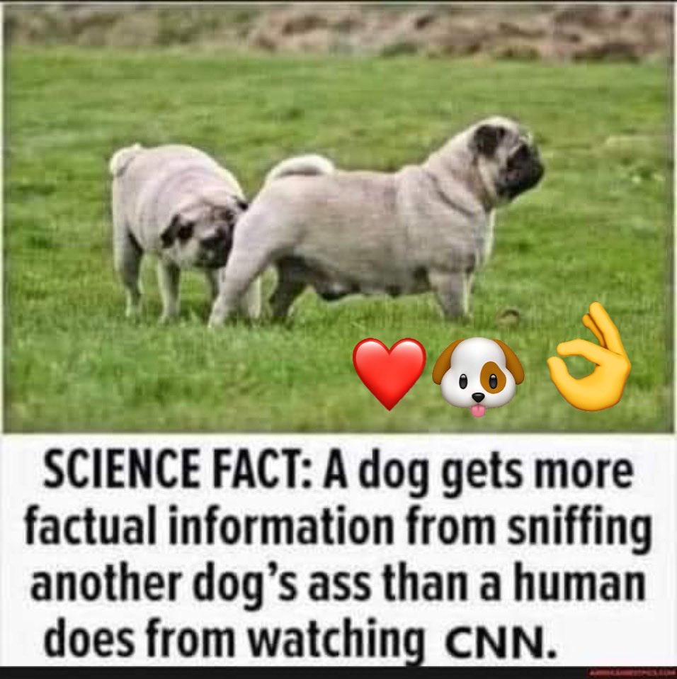 DeplorableAme12's tweet photo. @DLoesch #BoycottCNN @CNN ❤️ 🐶 👌 https://t.co/jm7SNy3WeX