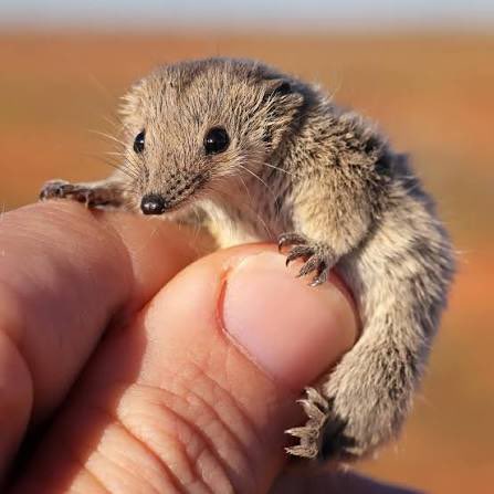 CarmineWilding's tweet photo. Animal of the Day:

Second-Look Saturday!

Planigale!

It’s our very first SLS and the first time I’ve ever repeated an animal.  

When I first started the AotD journey, I had fewer followers and these posts were shorter and lazier.  The initial plan was to post a picture… https://t.co/HvHz4Dm79m