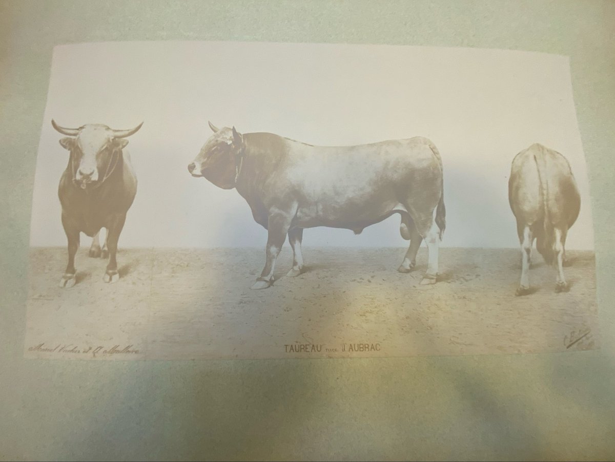 lebimsa's tweet photo. Et que remarque-t-on au fil des siècles ?
C’est le succès de la vache.
Depuis des lustres, elle tire à elle toute la couverture. L’autorité dont elle fait preuve est chez elle un don.
Partout où cette reine fait sa belle elle en impose.
La suite dans le prochain numéro du Bimsa ! https://t.co/CSDUcNPtSA