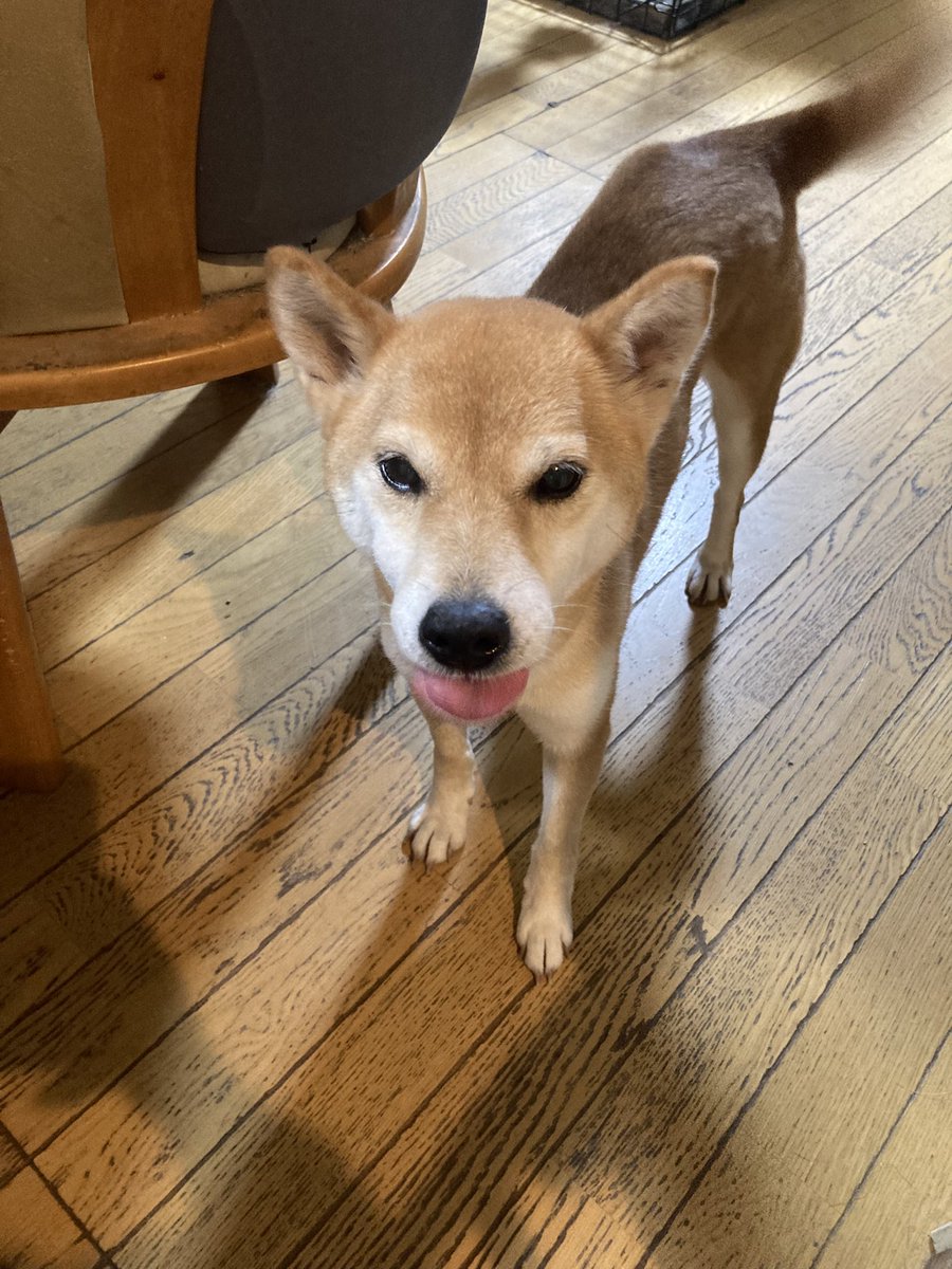 doreminorun's tweet photo. 実家で久しぶりの再会🐶
最大8匹いたわんこーずも3匹に🥲 https://t.co/pvMqelTigU