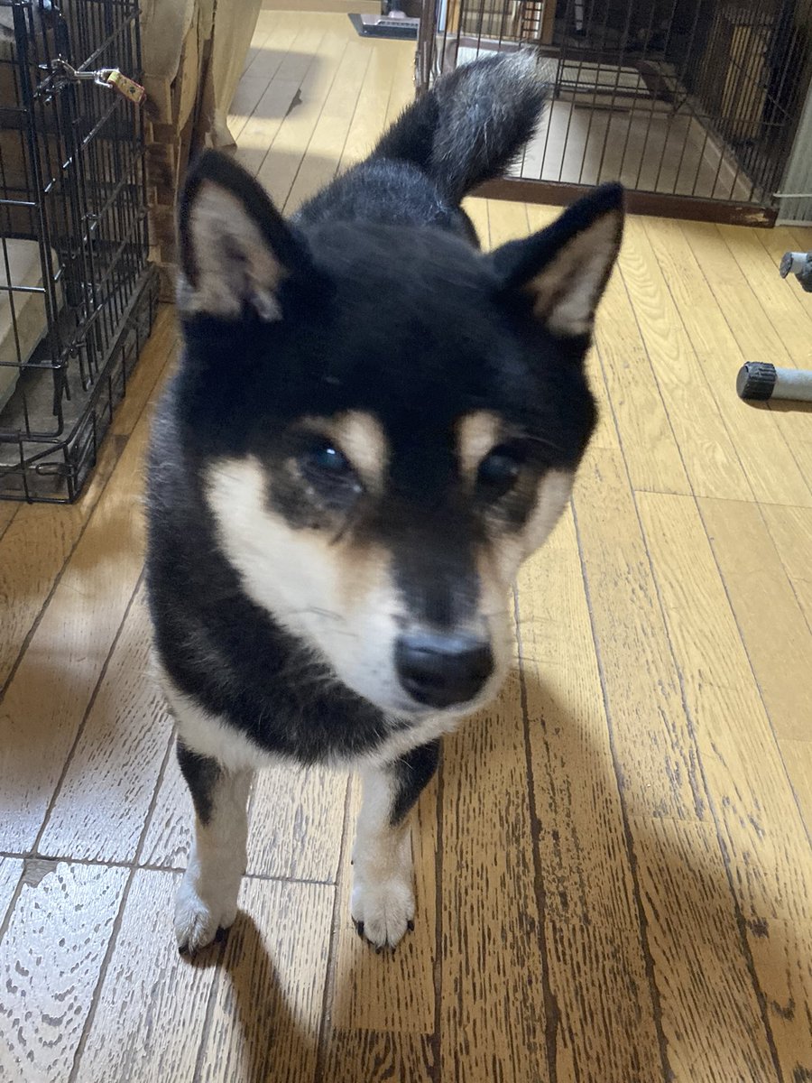 doreminorun's tweet photo. 実家で久しぶりの再会🐶
最大8匹いたわんこーずも3匹に🥲 https://t.co/pvMqelTigU