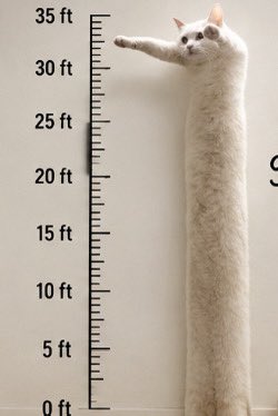 LONGCATxSOL's tweet photo. Longcat when he was born: https://t.co/Gnujp6IoJg