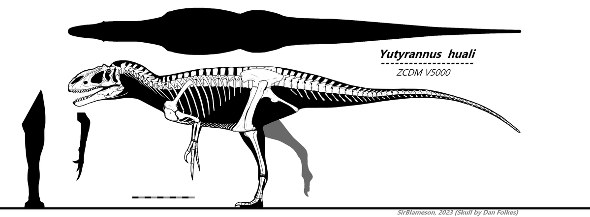 SnowyMoon69's tweet photo. @Blast_Proc @Deino_vesteris @knight_Steve_ Therizinosaurus and Beipiaosaurus are both under Therizinosauroidea (with Beipi just being more basal and Theri also being under Therizinosauridae) meanwhile Yutyrannus is a pantyrannosaur proceratosaurid while T. rex is under Tyrannosaurini, and besides, just... look at them. https://t.co/X623przmz7